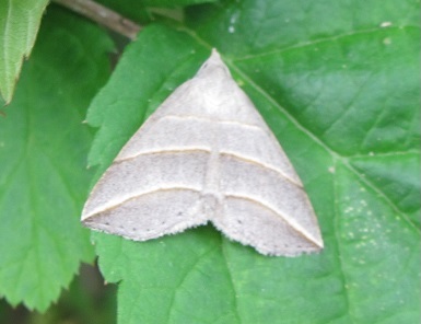 Colobochyla salicalis, Erebidae